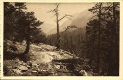 VINTAGE POSTCARD Cauterets Valley of Mercadau