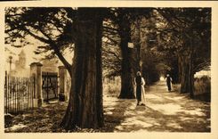 VINTAGE POSTCARD Island Honorat Saint Gone of the swans leading to the monastery