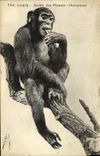CPA Paris Jardin des Plantes Chimpanze Singe Zoo