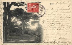 CPA Paris Cedres du Jardin des Plantes