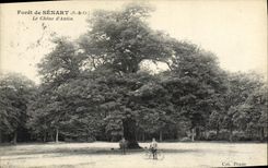 VINTAGE POSTCARD Drill of Senart the Oak D Antin Tree