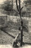 CPA Paris Jardin des Plantes Ours blanc de Siberie Russie Russia