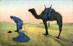 CPA La priere dans le desert Chameau