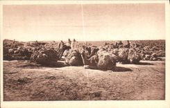 CPA Chantier d Alfa au sud de Champel Chameaux 