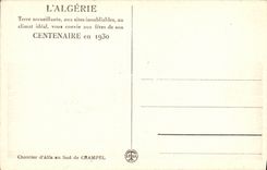 CPA Chantier d Alfa au sud de Champel Chameaux 