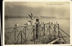 CPA Lac Leman Les Mouettes