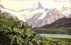 CPA Distel Und Erika