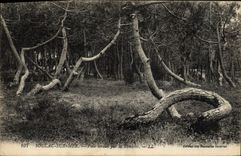 VINTAGE POSTCARD Soulac on sea Pines twisted by the storm