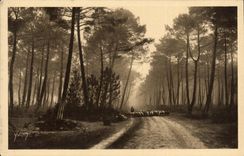 VINTAGE POSTCARD Soft France Moors of Gascogne clear Morning out of drill