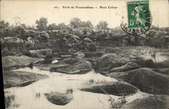 CPA Foret Fontainebleau Foret Mare Colinet