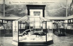 VINTAGE POSTCARD Tervueren New Museum of Congo the room of the crocodiles