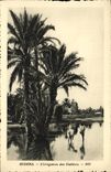 VINTAGE POSTCARD Biskra L irrigation of the Date palms