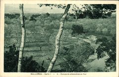 VINTAGE POSTCARD Mallorca Campo de Almendros in flor