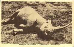 La POSTAL africa Orientale de la VENDIMIA el rinoceronte tiene cuerno doble