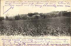 VINTAGE POSTCARD St Emilion Close Libourne Large Vineyards Of the Slope Of Pavia