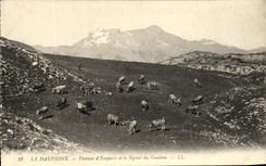 VINTAGE POSTCARD Plate D Emperis and the Signal of Gauleon Cows