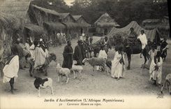 CPA Jardin d Acclimatation Caravane Maure au repos L afrique mysterieuse TOP Mouton Chameau Zoo Chevre