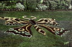 MODERN CARD Caen the Botanical garden Butterfly