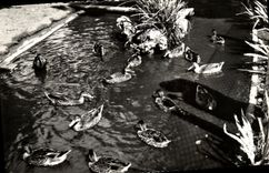 MODERN CARD Luc on Sea Public garden Ducks