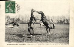 VINTAGE POSTCARD Scenes of the Life Norman visits with the Firm morning Safety of future Haras aces of Barbeville horses