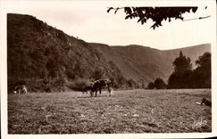CPM Clecy Les rochers dans leur charme Vache