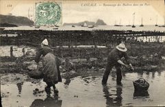 VINTAGE POSTCARD Cancale Collecting of Oysters in a Park Ostreiculture