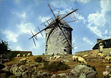 CPM Le Mont Dol Vieux Moulin du Tertre Moutons 