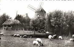 CPM Le Mont Dol Le Moulin du Tertre Moutons 