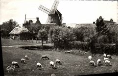 CPM Le Mont Dol Le Moulin du Tertre Moutons