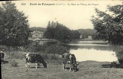 CPA Paimpont Foret de au Bord de L Etang des Forges Vaches