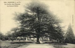 VINTAGE POSTCARD Rennes the Botanical garden the Large Cedar Tree