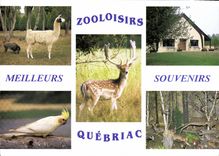 POSTAL MODERNA Zooloisirs nos dejo quemarlos parque zoologico de Quebriac Tintenic