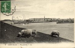 VINTAGE POSTCARD Holy Malo View Sheep