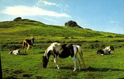MODERN CARD Dartmoor Ponies Haytor