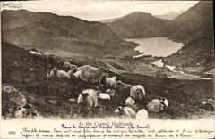VINTAGE POSTCARD In the Central Highlands Sheep