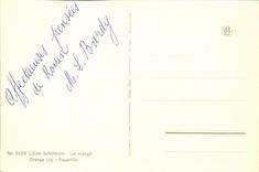 VINTAGE POSTCARD Orange Lily Flowers