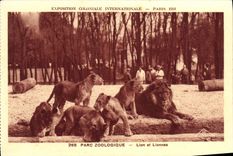 CPA Exposition Coloniale Internationale Paris 1931 Parc zoologique Lion et lionnes Zoo