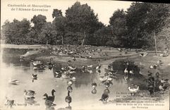 VINTAGE POSTCARD Couriosites and Merveilles of L Lorraine Alsace the pond with geese