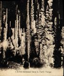 CPA L Aven Armand dans la Foret Vierge