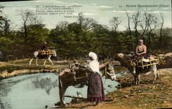 CPA Notre Normandie Anes Mules 