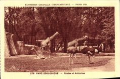 CPA Exposition Coloniale Internationale Paris Parc Zoologique Girafes et Autruches