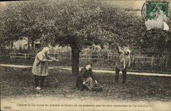 VINTAGE POSTCARD Normandy peasant Apple trees Folklore Costume