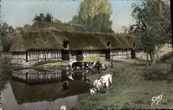 CPM La Normande Cour de Ferme Vaches