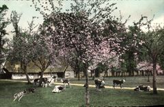 CPM La Normande La Sieste Vaches