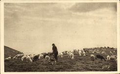 VINTAGE POSTCARD the Pyrenees Pasture Shepherd and sheep