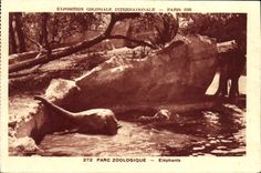 VINTAGE POSTCARD Fair Colonial International 1931 Paris Zoological gardens Elephants