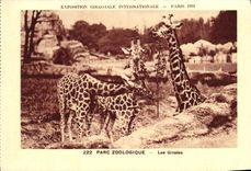 POSTAL favorablemente Paris internacional colonial de la VENDIMIA 1931 jirafas de los jardines zoologicos