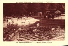 POSTAL favorablemente Paris internacional colonial de la VENDIMIA 1931 cisnes de los jardines zoologicos y cisne africano de la sabana
