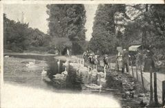 VINTAGE POSTCARD Park Swans