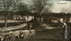 CPA Le Troupeau Paysans Folklore Berger Moutons 